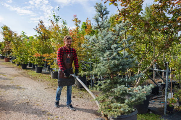 Trusted Rock Springs, NM Tree Service Experts